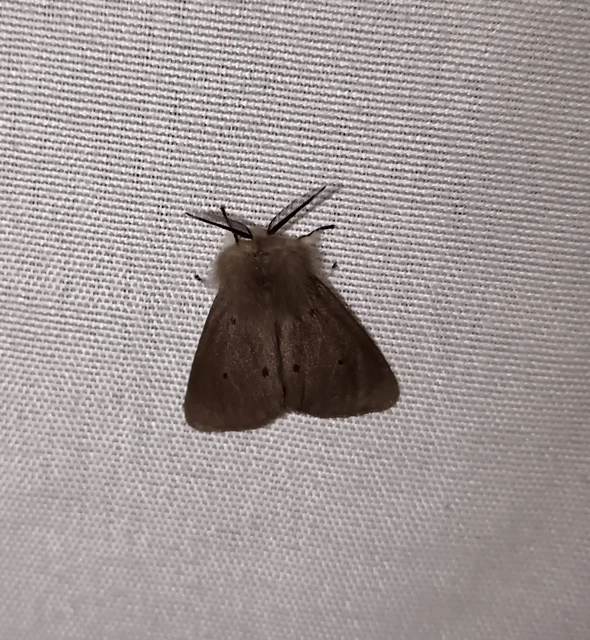 Diaphora mendica - felemás medvelepke