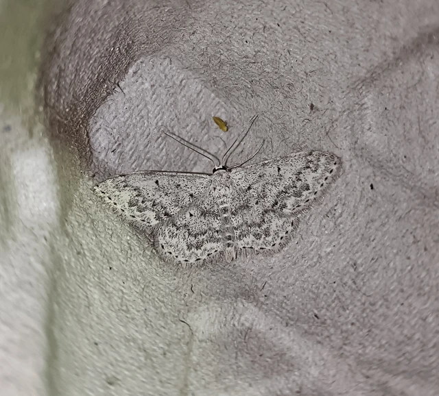 Scopula marginepunctata - pettyes sávosaraszoló