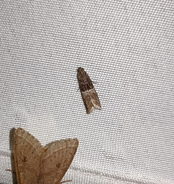 Elegia atrifasciella - füstös karcsúmoly