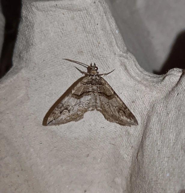 Pareulype berberata - sóskafa-tarkaaraszoló