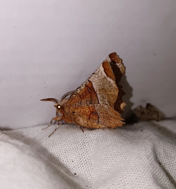 Selenia lunularia - egyfoltos holdasaraszoló