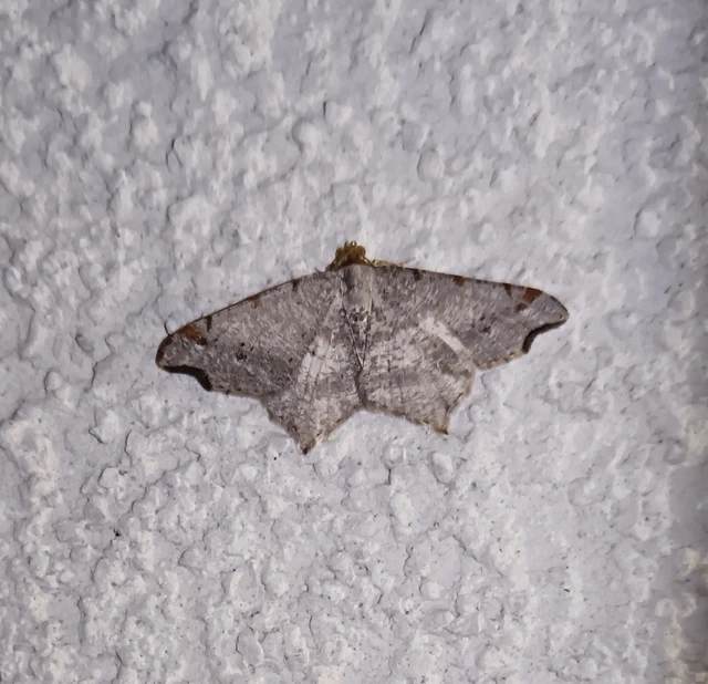 Macaria alternata - közönséges szürkearaszoló