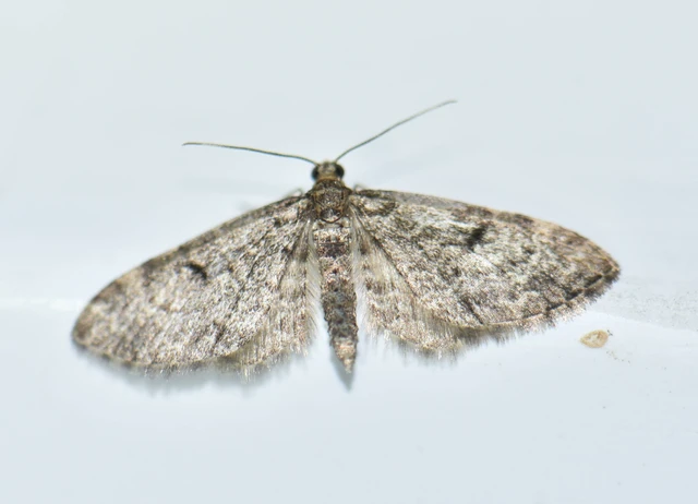 Eupithecia tantillaria - feketegyűrűs törpearaszoló