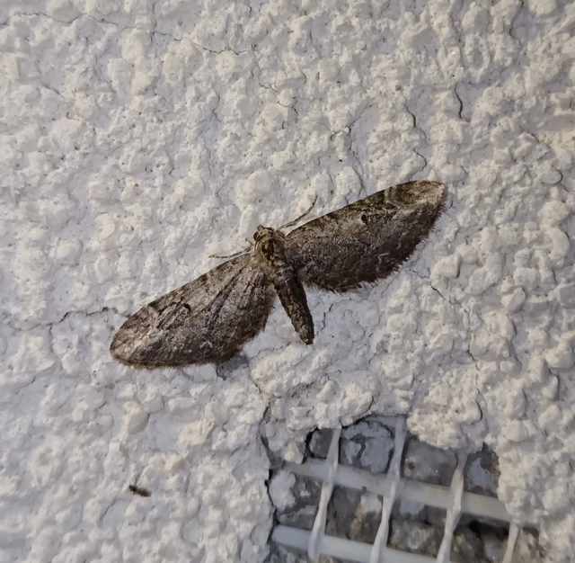 Eupithecia ochridata - mezeiüröm-törpearaszoló