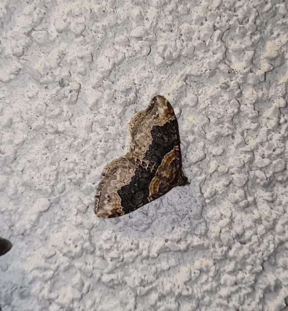 Xanthorhoe ferrugata - kerti tarkaaraszoló
