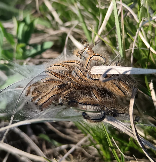 Malacosoma castrensis - kutyatejszövő