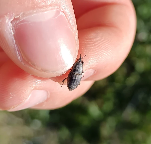 Sphenophorus striatopunctatus - mezei zsuzsok