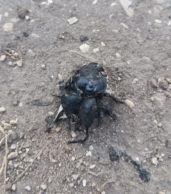 Lethrus apterus - nagyfejű csajkó