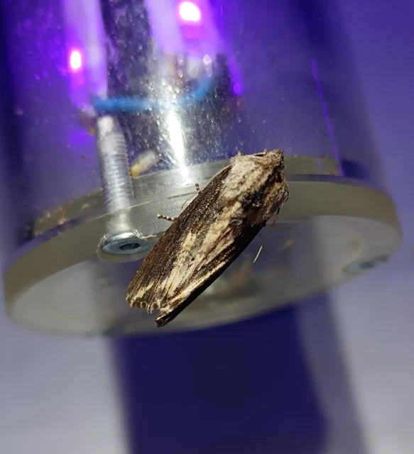 Egira conspicillaris - változékony szürkebagoly