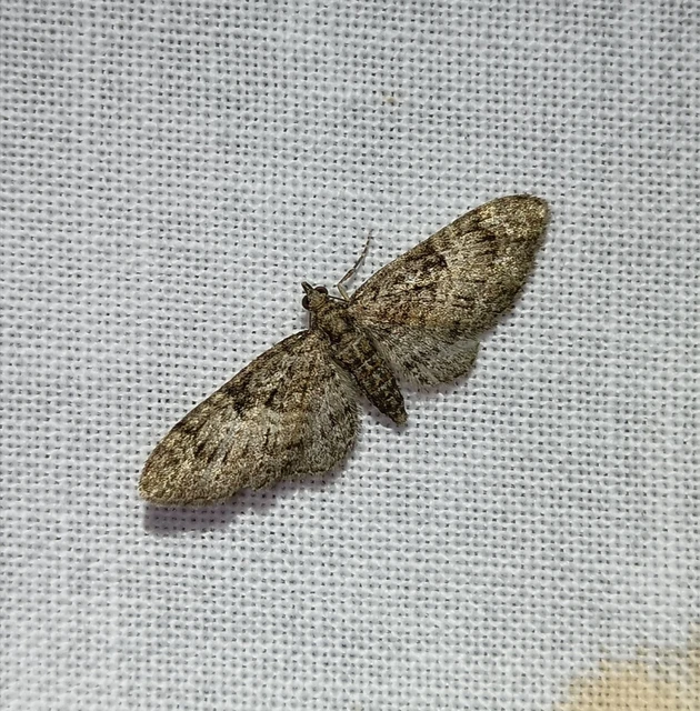 Eupithecia dodoneata - tölgy-törpearaszoló