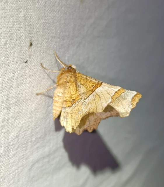 Selenia lunularia - egyfoltos holdasaraszoló