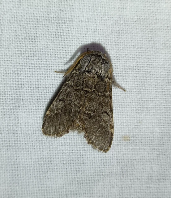Drymonia ruficornis - cserfa-púposszövő