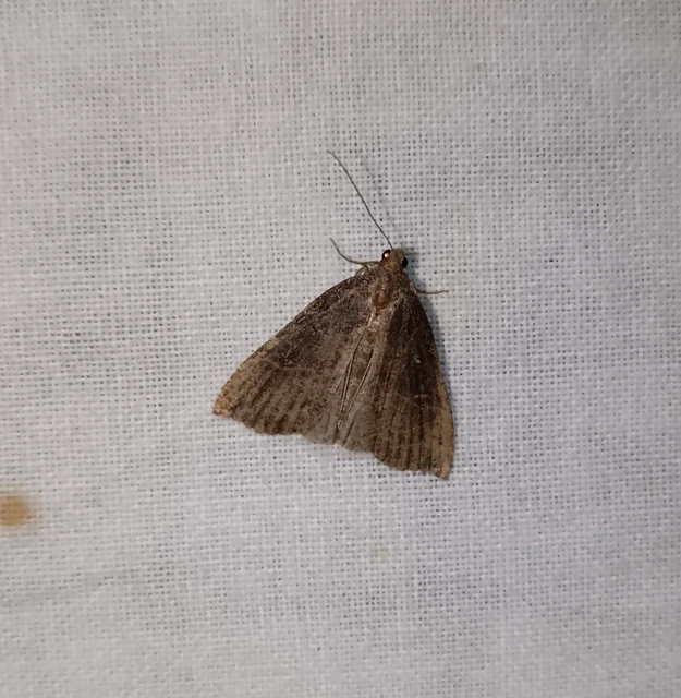 Hypena rostralis - közönséges karcsúbagoly