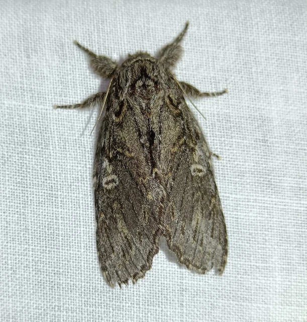 Peridea anceps - füstös púposszövő