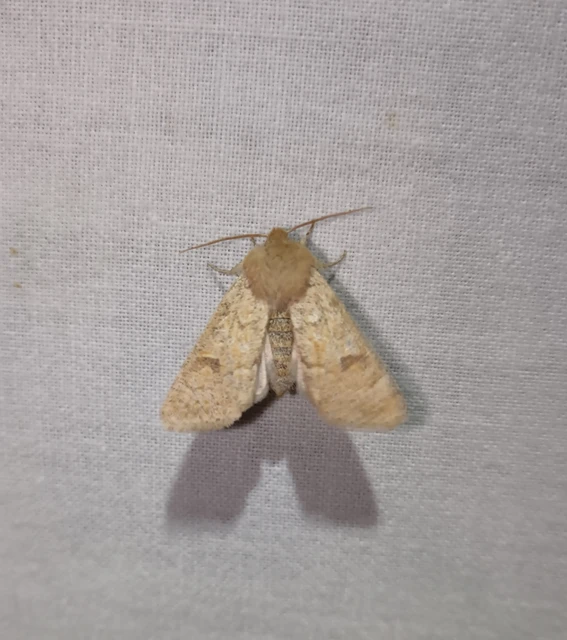 Orthosia miniosa - sárgás barkabagoly