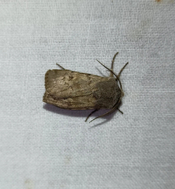 Agrotis cinerea - szürkés földibagoly