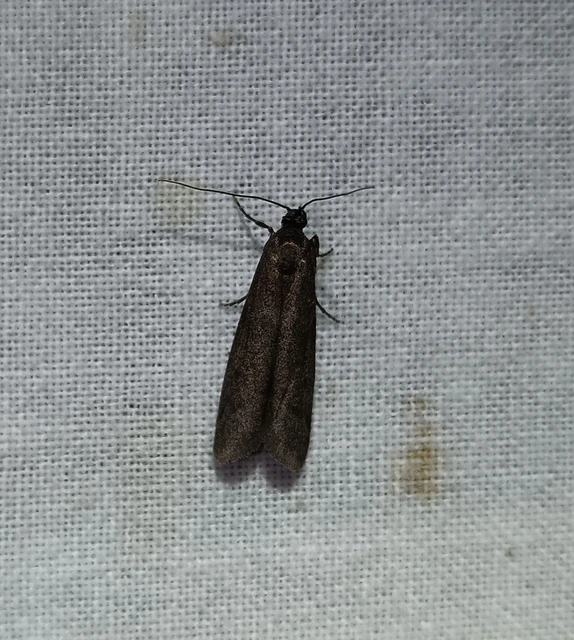 Episcythrastis tetricella - tavaszi karcsúmoly