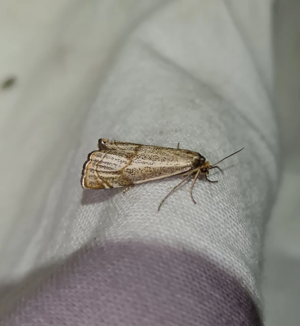 Thisanotia chrysonuchella - tavaszi fűgyökérmoly