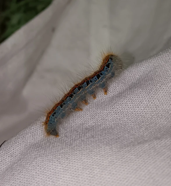 Malacosoma castrensis - kutyatejszövő