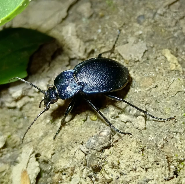 Carabus convexus - selymes futrinka Carabus convexus - selymes futrinka