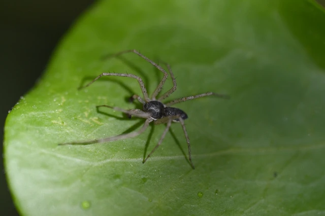 Philodromus