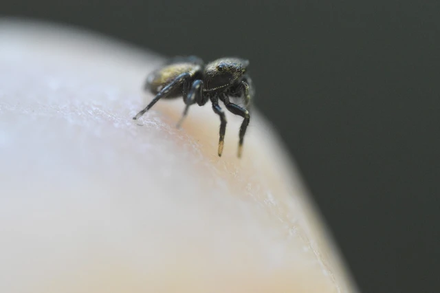 Heliophanus