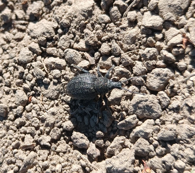 Otiorhynchus ligustici - vincellér-gyalogormányos