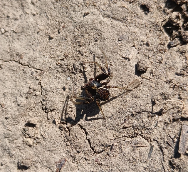 Xysticus