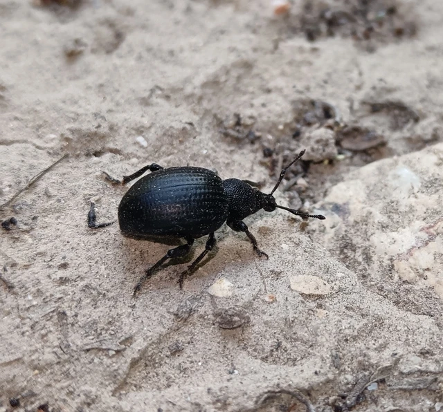 Otiorhynchus catenulatus - gyászos gyalogormányos