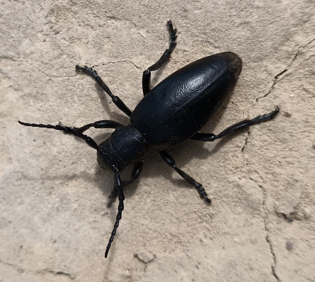 Dorcadion aethiops - fekete gyalogcincér Dorcadion aethiops - fekete gyalogcincér
