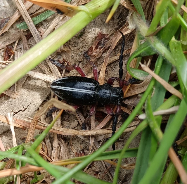 Dorcadion pedestre - kétsávos gyalogcincér Dorcadion pedestre - kétsávos gyalogcincér