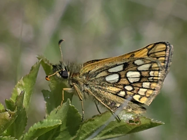 Carterocephalus palaemon - kockás busalepke