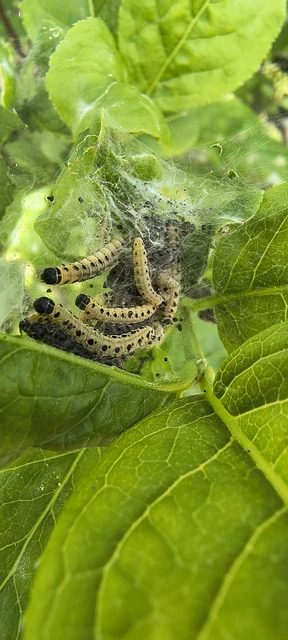 Yponomeuta cagnagella - pókhálós kecskerágómoly