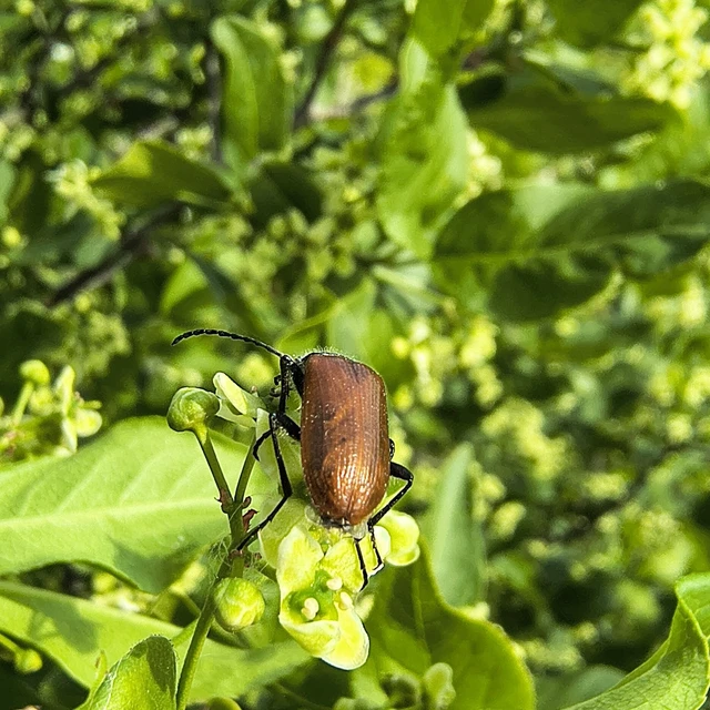 Omophlus Omophlus
