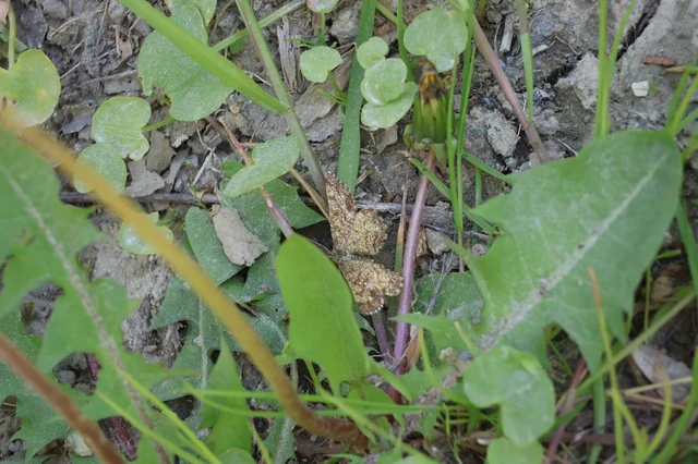 Ematurga atomaria - barna rétiaraszoló