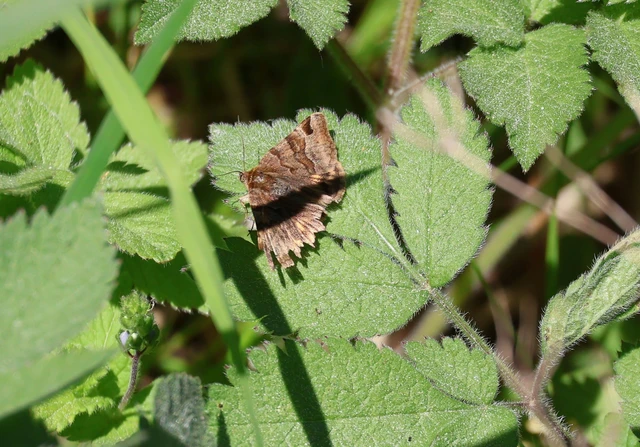 Euclidia glyphica - közönséges nappalibagoly