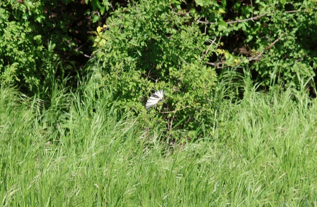 Iphiclides podalirius - kardoslepke