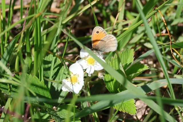 Coenonympha pamphilus - kis szénalepke