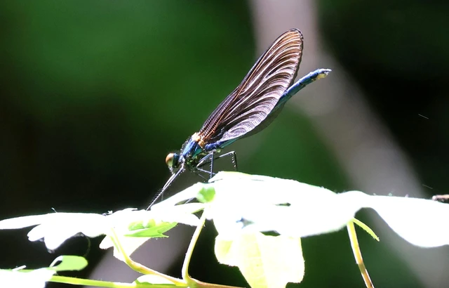 Calopteryx virgo - kisasszony-szitakötő