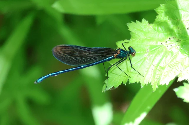 Calopteryx virgo - kisasszony-szitakötő