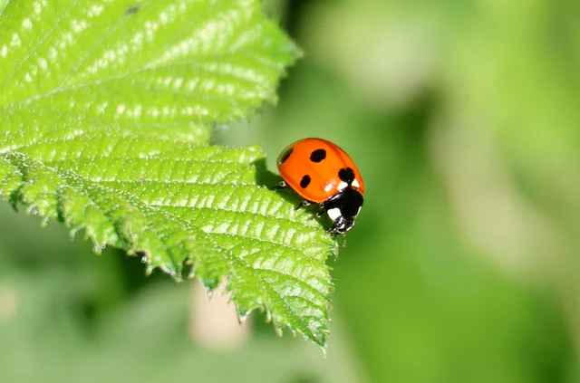 Coccinella septempunctata - hétpettyes katica