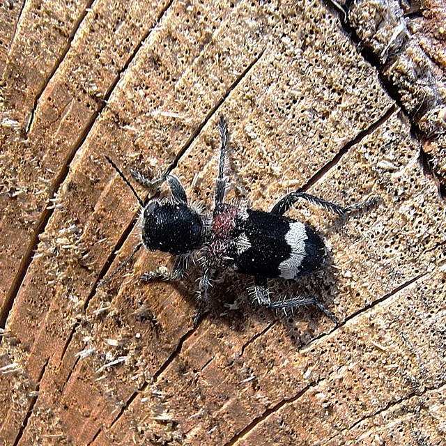 Clerus mutillarius - feketenyakú szúfarkas