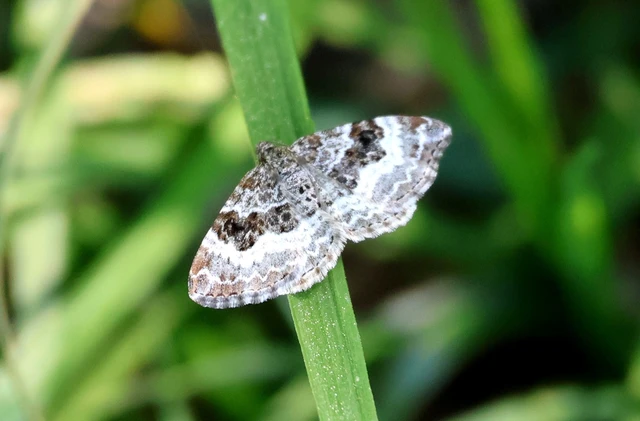 Epirrhoe alternata - galaj-tarkaaraszoló
