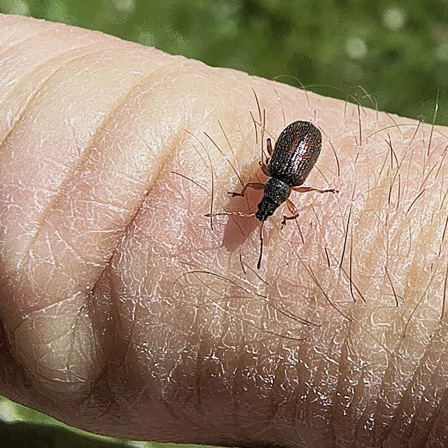 Phyllobius oblongus - közönséges levélormányos