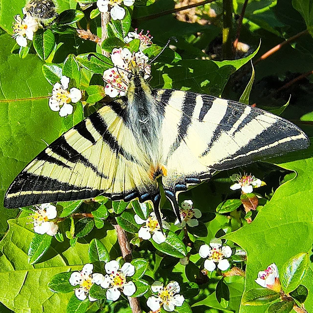 Iphiclides podalirius - kardoslepke