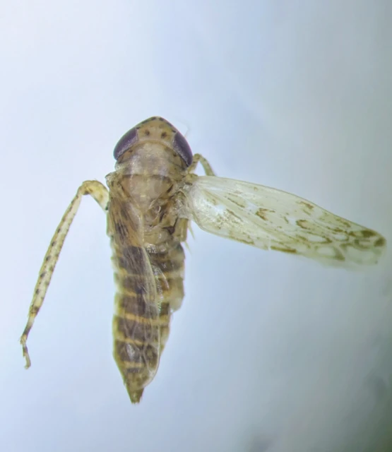 Auchenorrhyncha - Kabócák