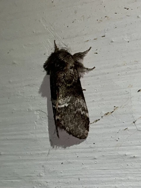 Drymonia dodonea - bélyeges púposszövő