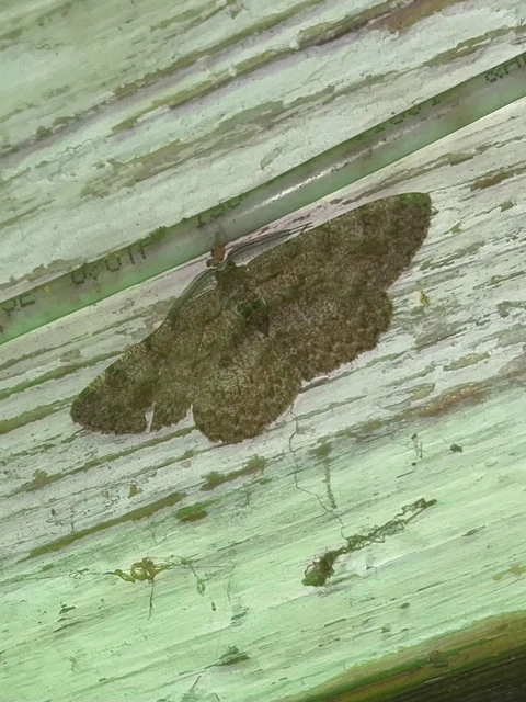 Hypomecis punctinalis - pettyes faaraszoló