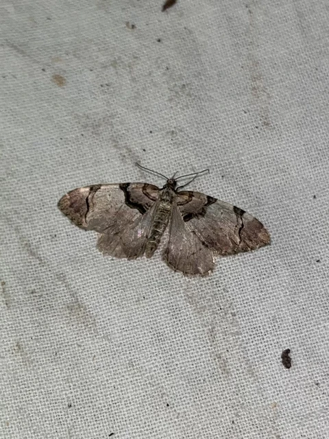 Anticlea derivata - vadrózsa-tarkaaraszoló