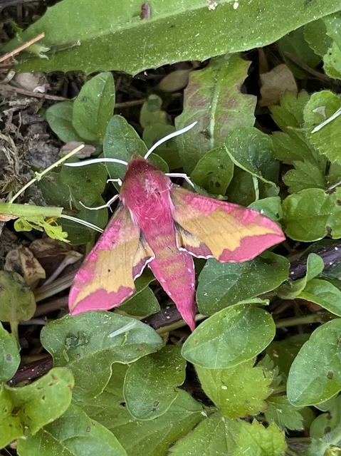 Deilephila porcellus - piros szender